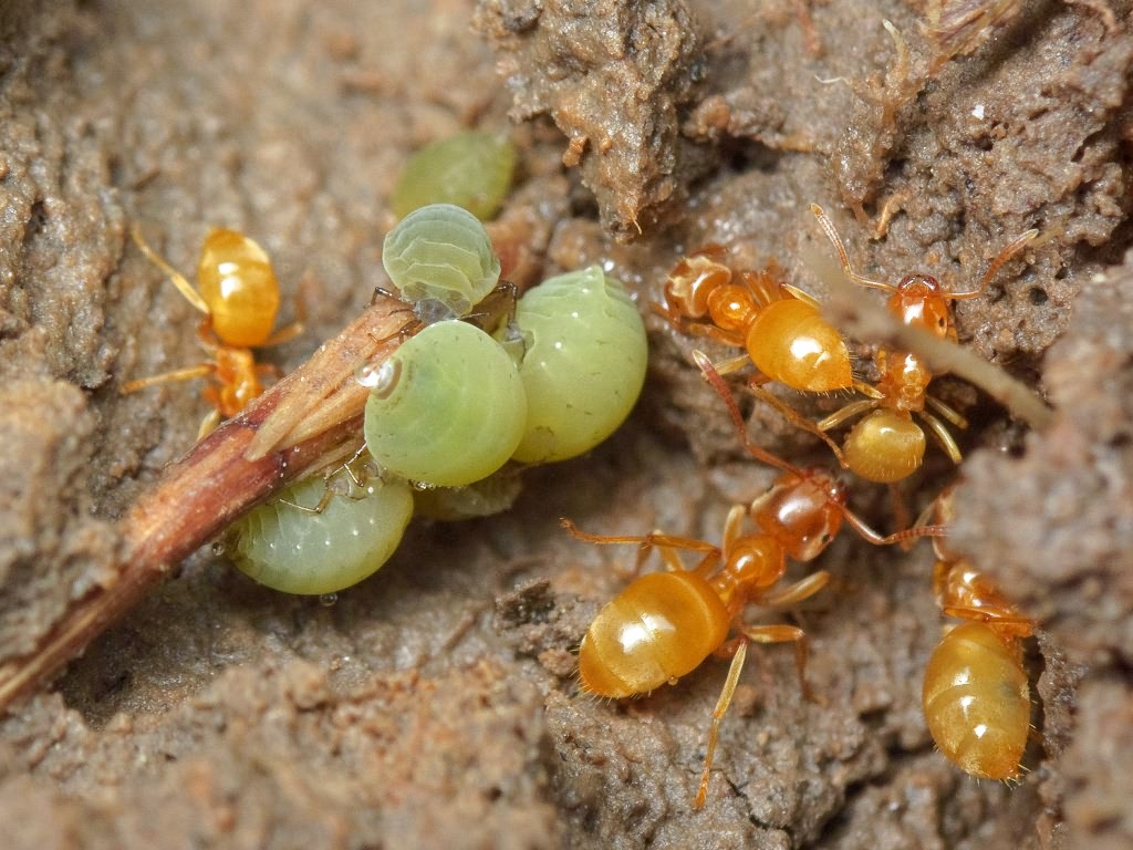 Lasius flavus (Fabricius, 1781)